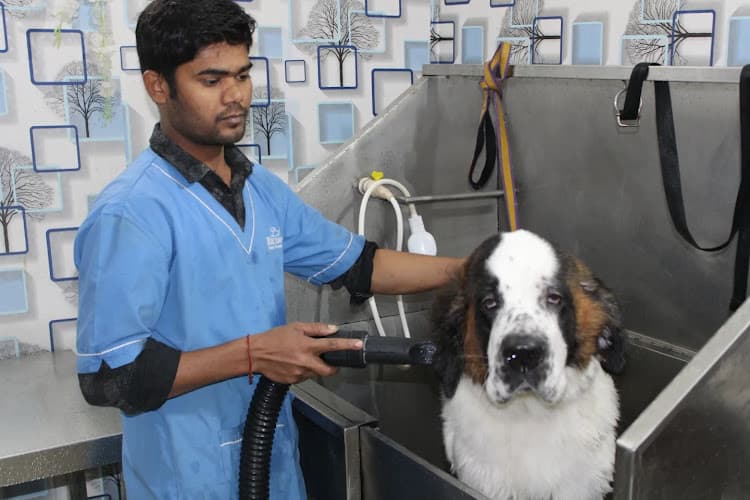 Sanjeevani Pet Clinic and Surgery