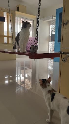 Sammy's Nest For Pets