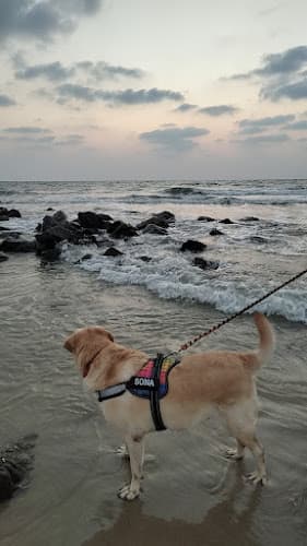 Sona pet care and boarding