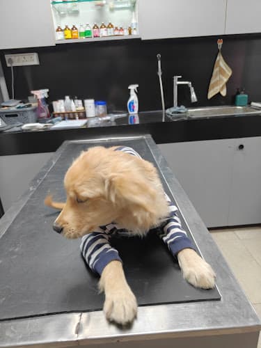 City Paws Pet Clinic