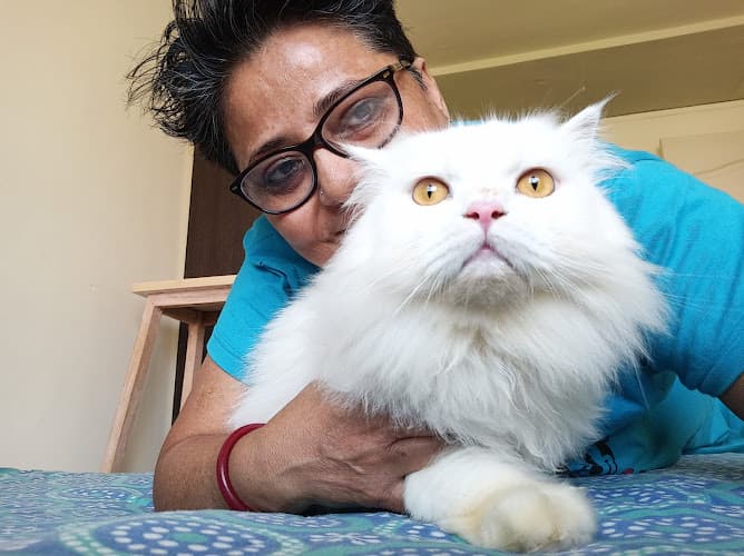 Cat Boarding - MeoowLove