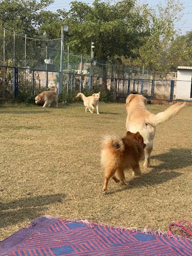 Leash And Latte Dog Boarding | Pet Services | Pet Park | Cafe