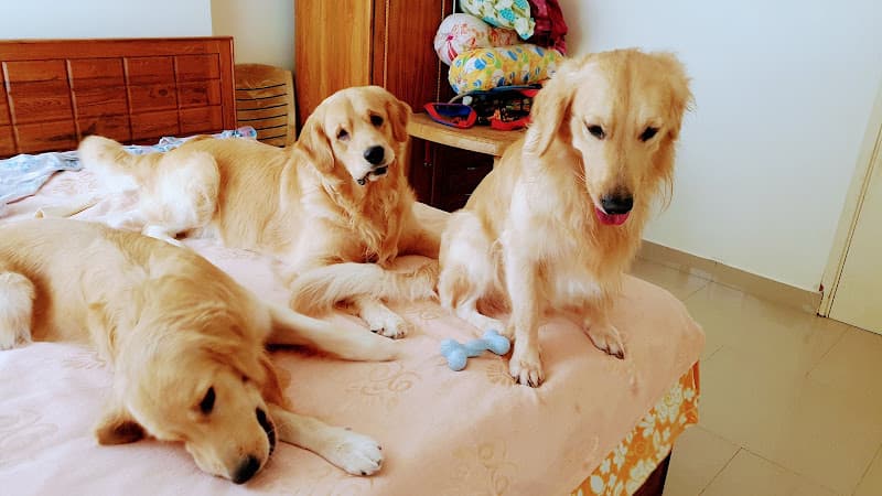 Hugs n Wags Dog Creche