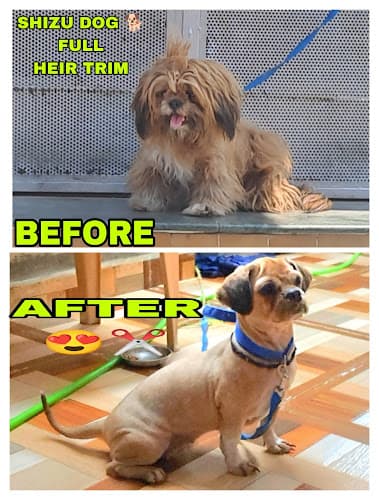 👌PERFECT GROOMING 🙋‍♂️-BEST PET GROOMER