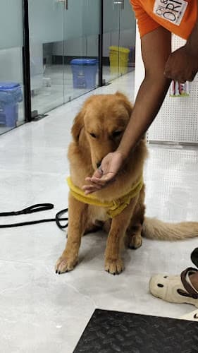 Ichi and Ori Pet Care