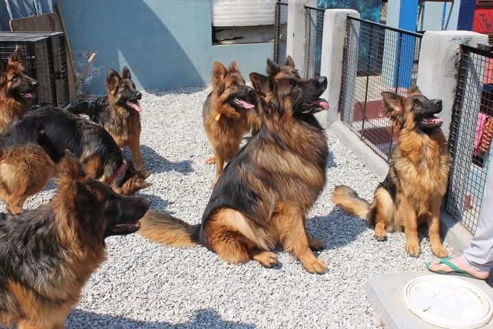 A.n.kennels [ Giant and ToY DoGs Breeders ]