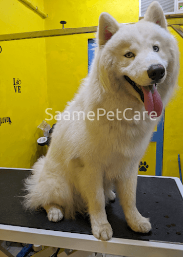 SAAME PET CARE | Pet Grooming | Pet Boarding in Mumbai
