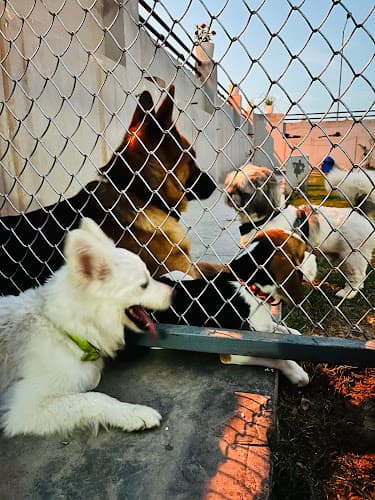 Be My Guest@Pawwnation