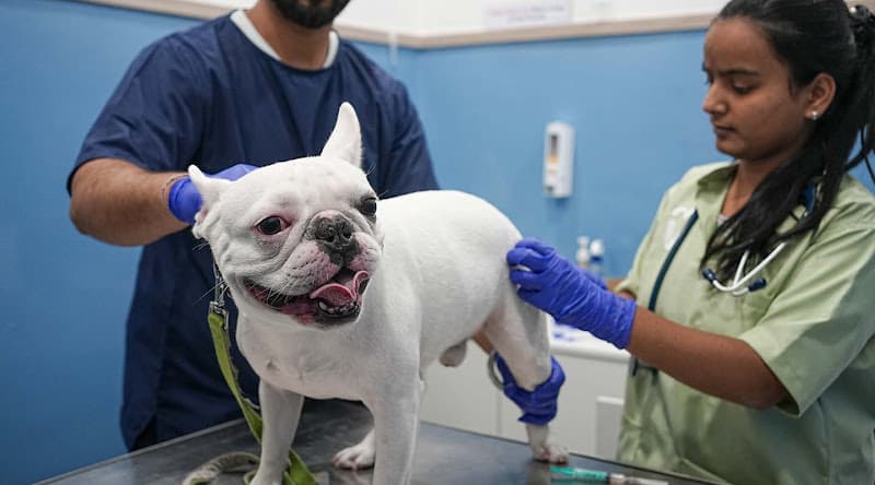 Vetic Pet Clinic SDA Market