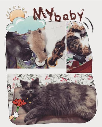 Kicks & Licks Cat Boarding