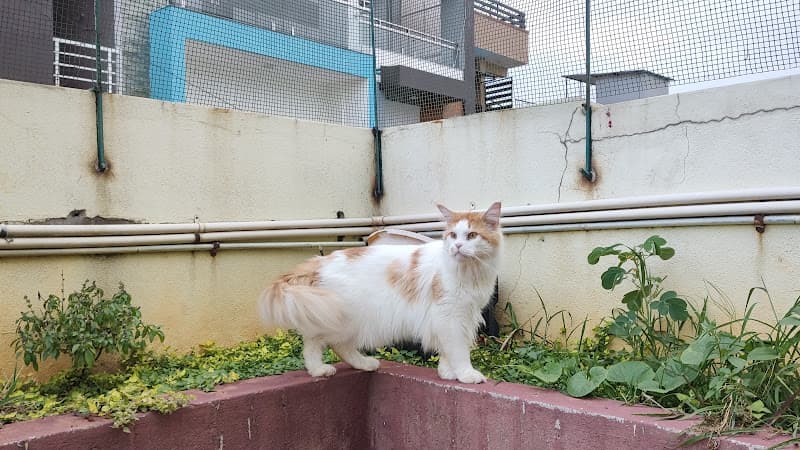 Hussain cattery Bangalore