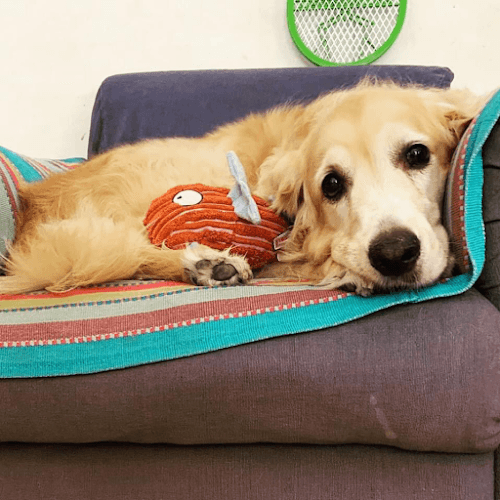 Rehab And Fitness For Pets