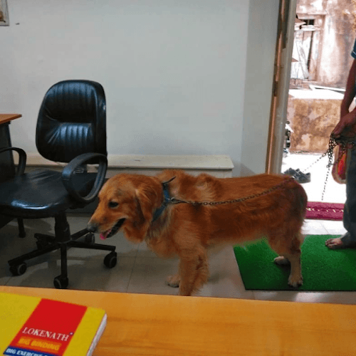 Garia Canine Image Center