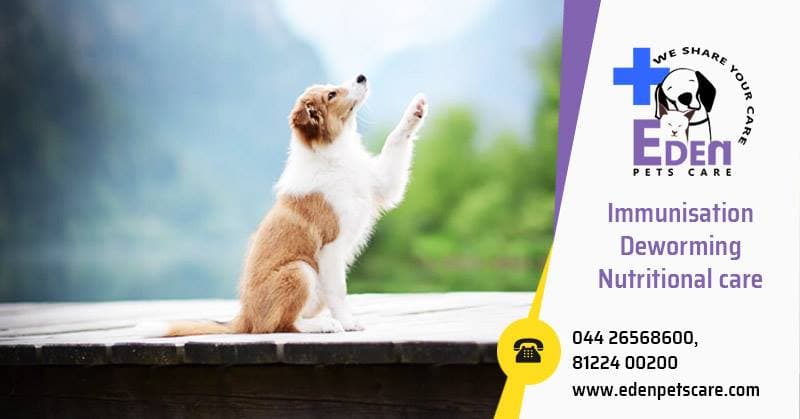 Eden Pets Care - Pet Clinic, Store, Boarding