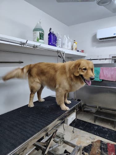 Get Some Paws – Pet Grooming, Pet Store, Pet Spa in Mogappair