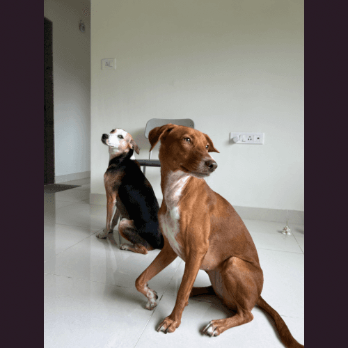 A Suitable Dog Training Academy