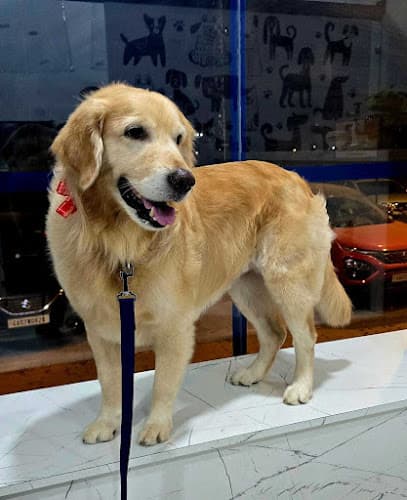 ThePetNest - Book Pet Groomer, Boarder, Vet & Walker online