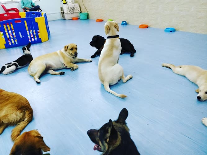 Pupstop: A Dog Boarding Centre