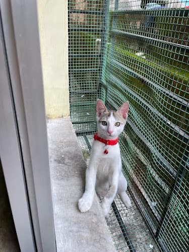 Sonu's Kitty's Home Care