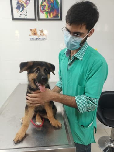 The Small Animal Pet Hospital