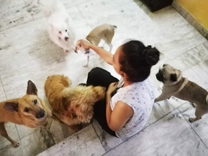 Pawsome Paradise 🐾 Homebased Pet Boarding