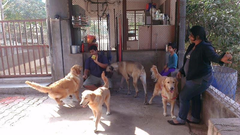 Pet Sitters, Premium Pet Boarding