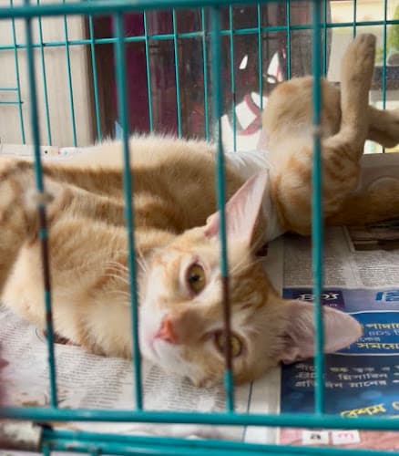 Pet World Pet Clinic