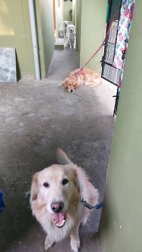 Raju friendly Dog boarding & Training