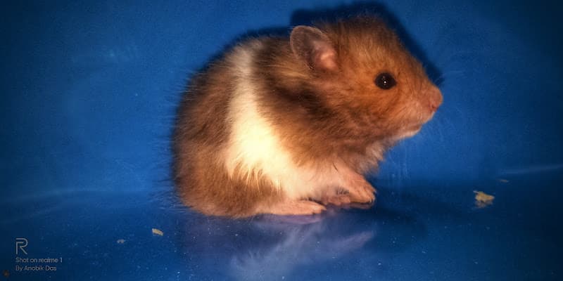 Hammy World (Breeder house for hamster & gerbil)