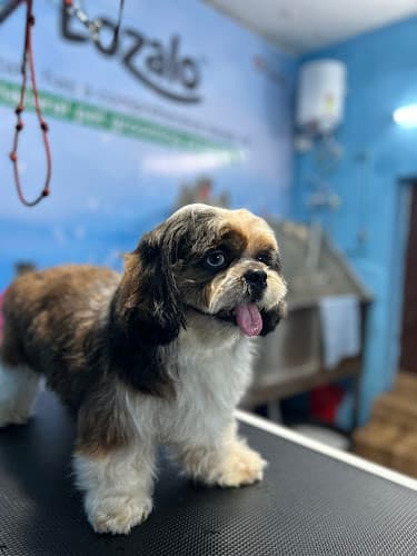 Y-BOW PETSTORE & GROOMING SALON