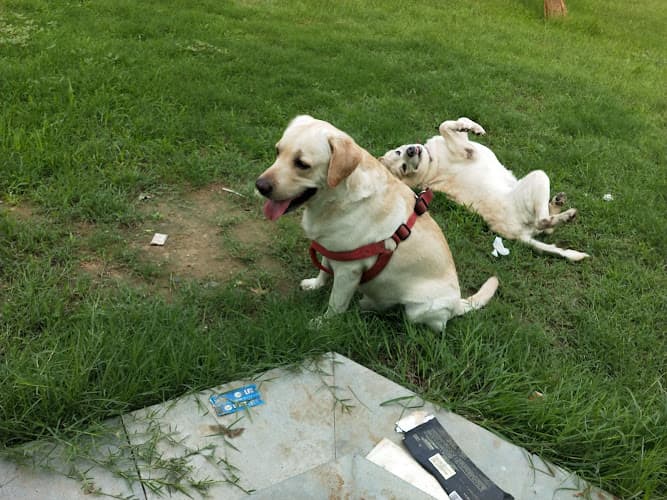 Pet Day Care Boarding