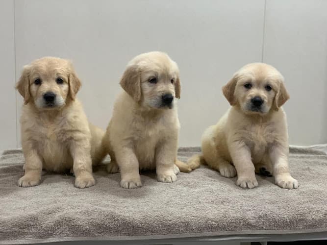 Dogs for sale Bangalore Dog's Alpha