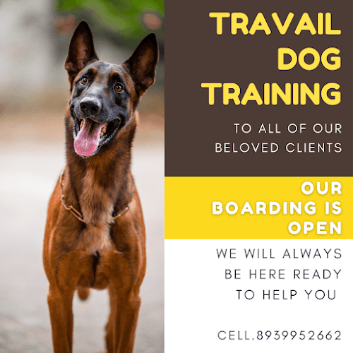 Travail Dog Training
