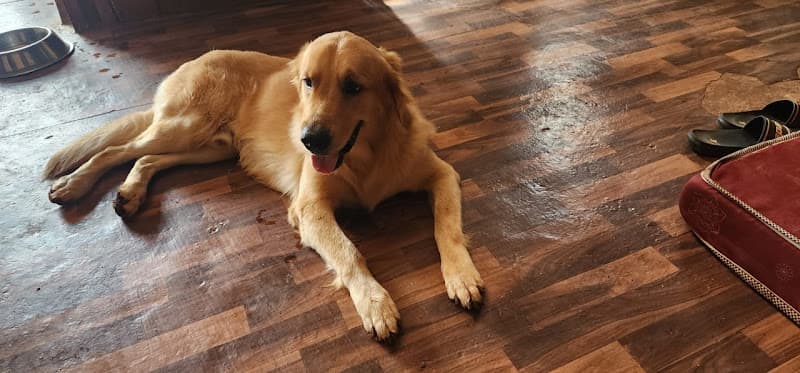 Cozzy Tails - Dog & Cat Daycare, Dog & Cat Boarding, Home Boarding, Pet Boarding in New Kalyani Nagar, Wadgaon Sheri, Pune