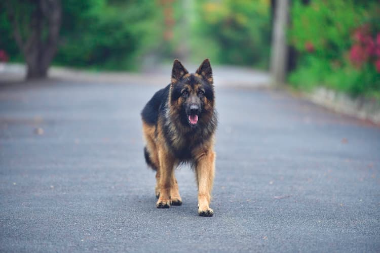 Namma Simba Dog Boarding and Training Academy