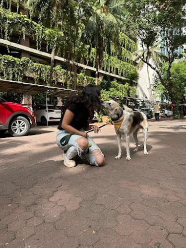 All Ears Dog Training & Socialising