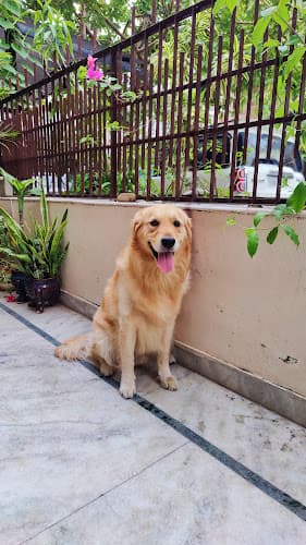 Jaani's paradise pet hostel