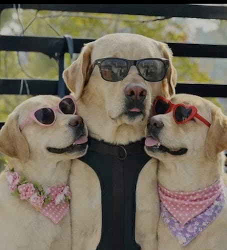 Pet Care Diagnostics