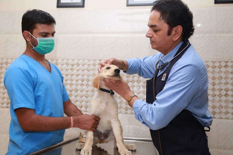 Indira Pet Clinic 24/7