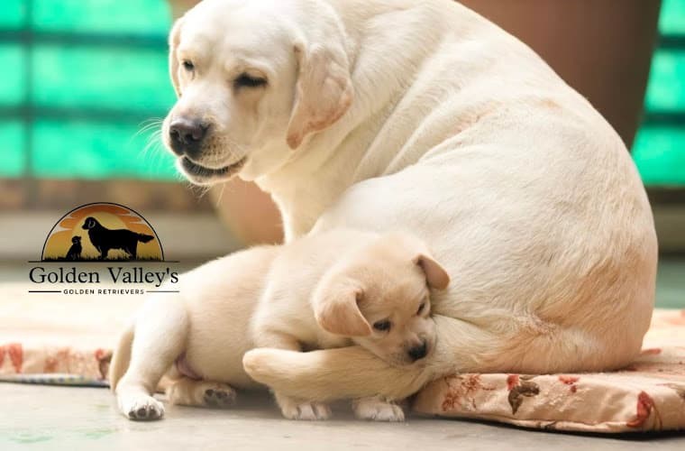 Golden Valley kennel :Golden Retriever , Shihtzu , Labrador , German shepherd