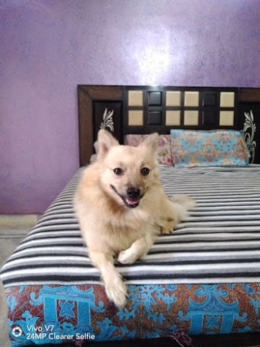 Trust Dog Boarding home