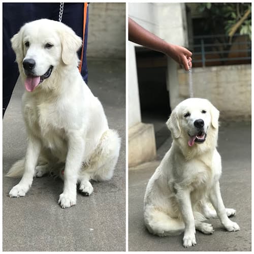 Pawsitive pets Bengaluru