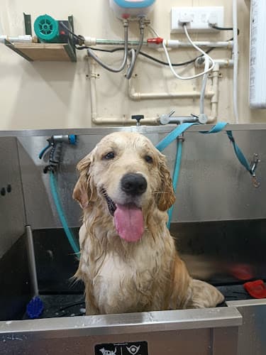 Beauty in the Beast Pet Salon and Day Care