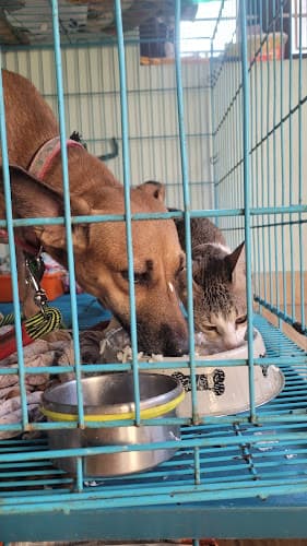 PAWS PET BOARDING AND DAYCARE at home