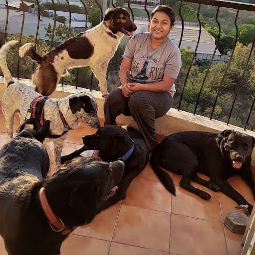 Petsy Dog's Home Boarding