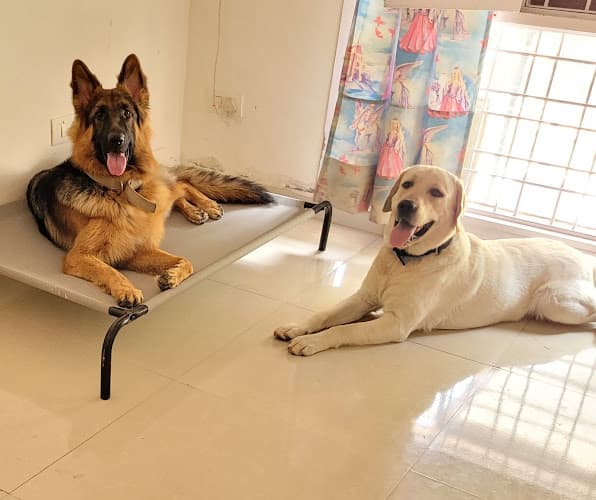 HappyPets (Dogs & Cat) Boarding