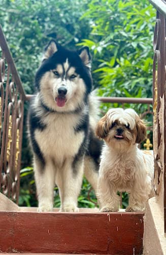 Leeway home 4 paws Training & Boarding