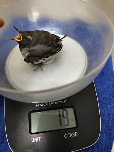 Liya's Animal and Bird Clinic