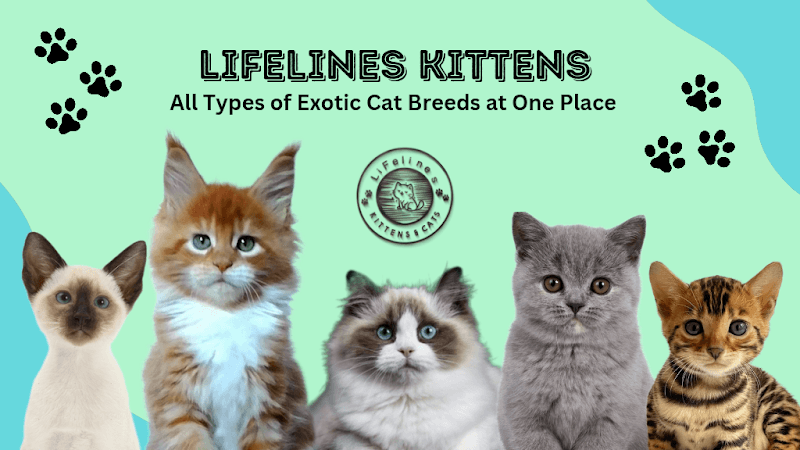 LiFelines Kittens