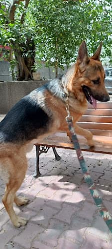 SS Dog Walker & Boarding Centre